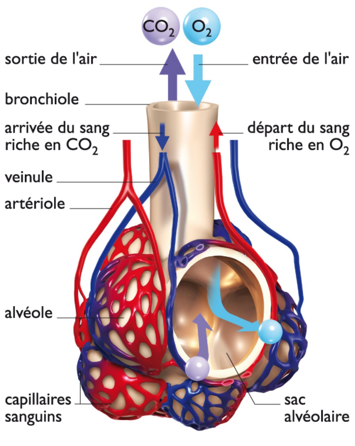 une alvéole pulmonaire