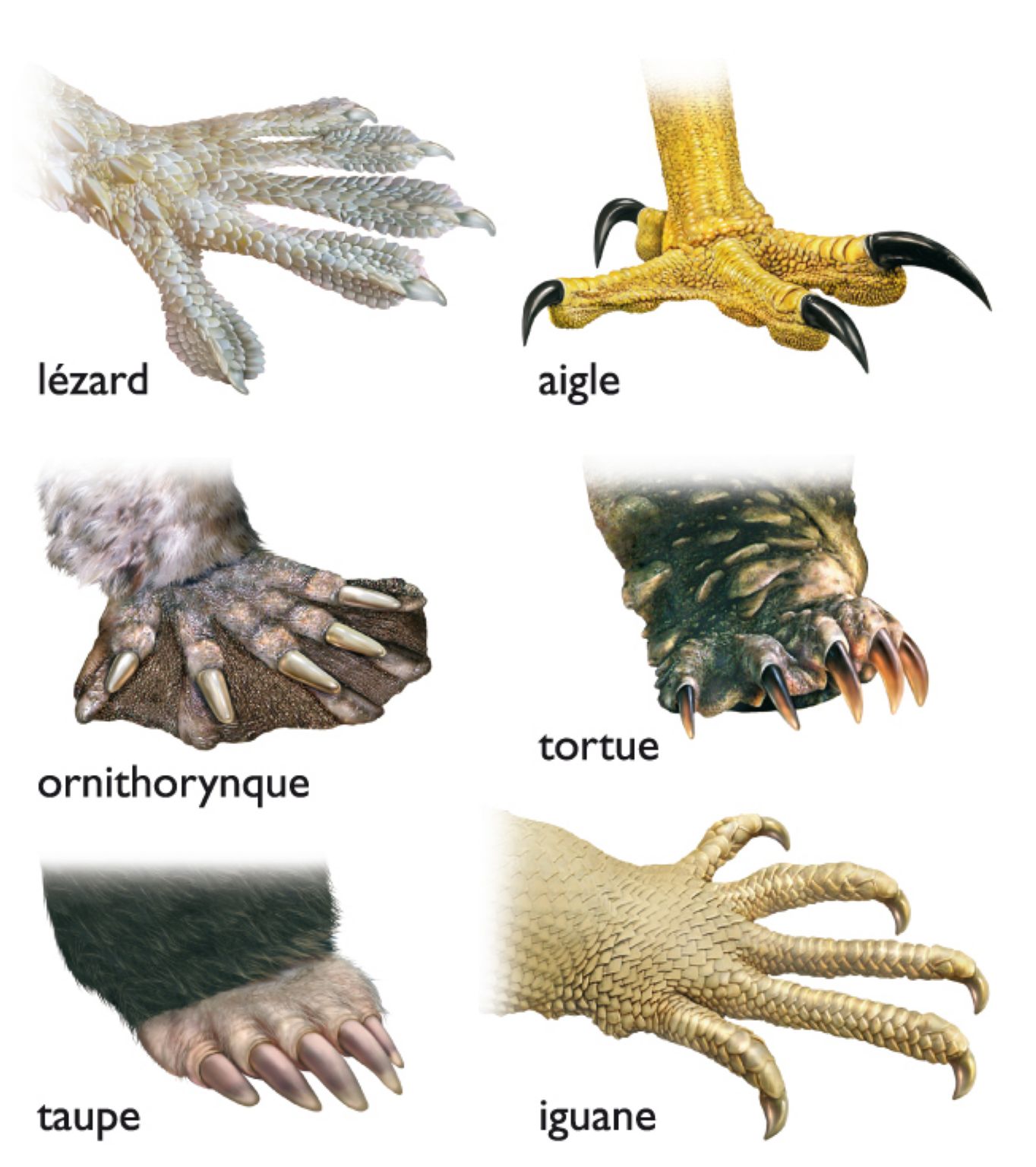 différents types de griffes