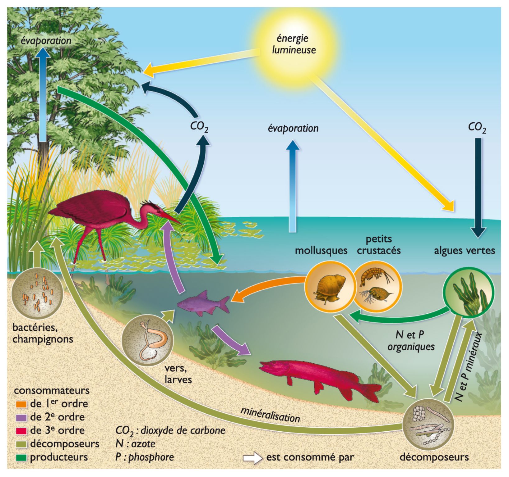 l’écosystème simplifié d’une mare