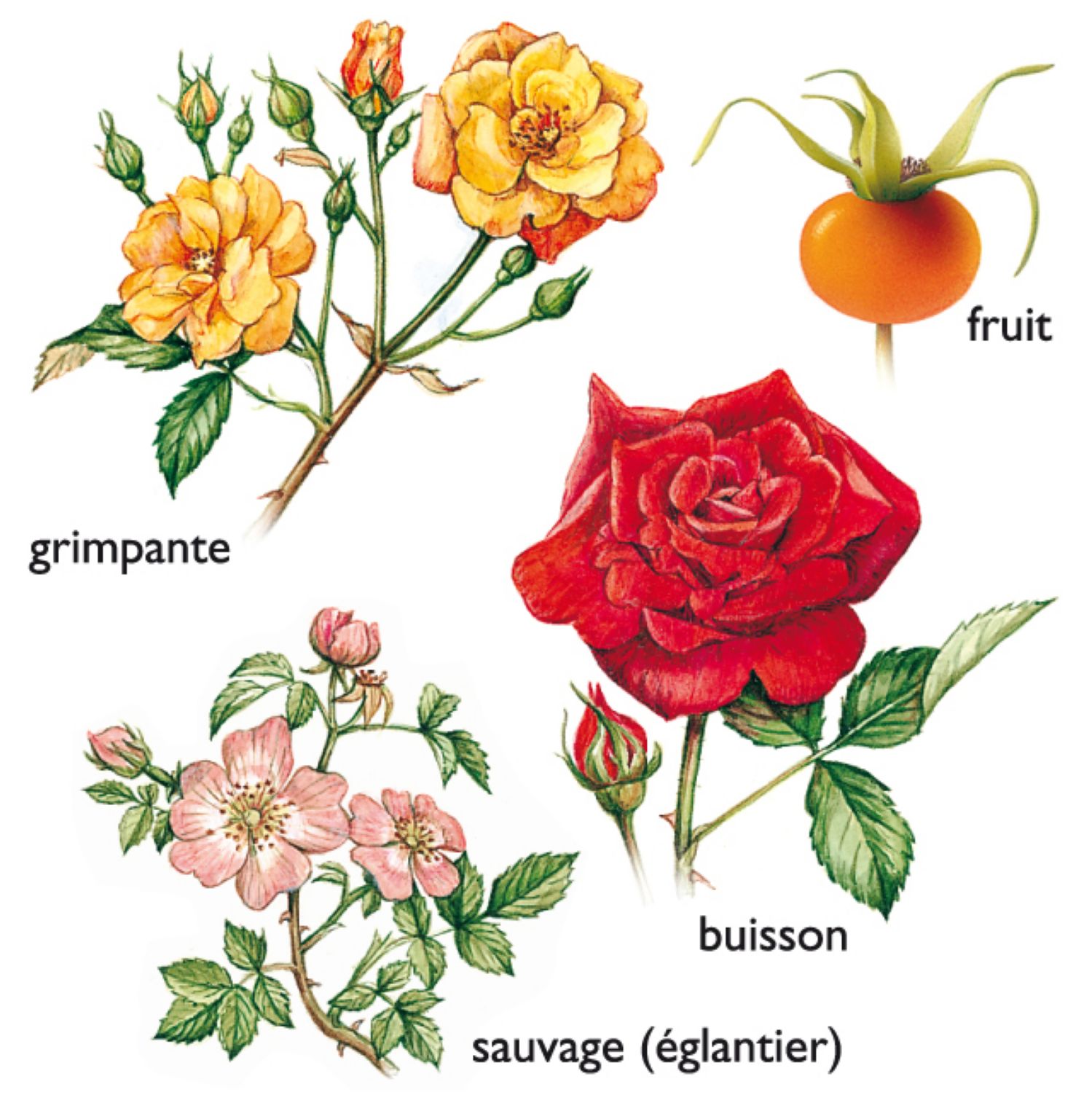 différentes variétés de roses