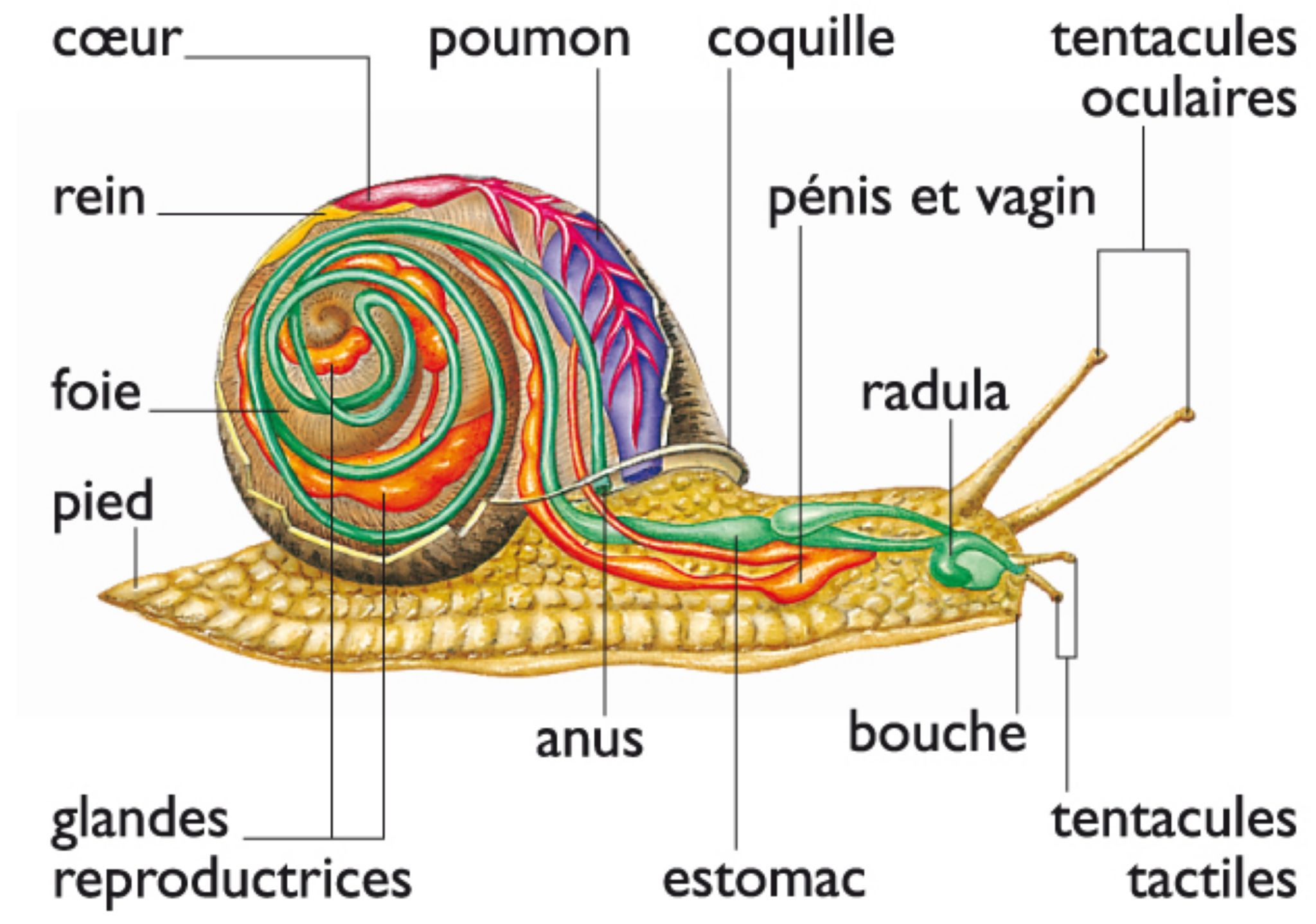 un escargot vu en coupe