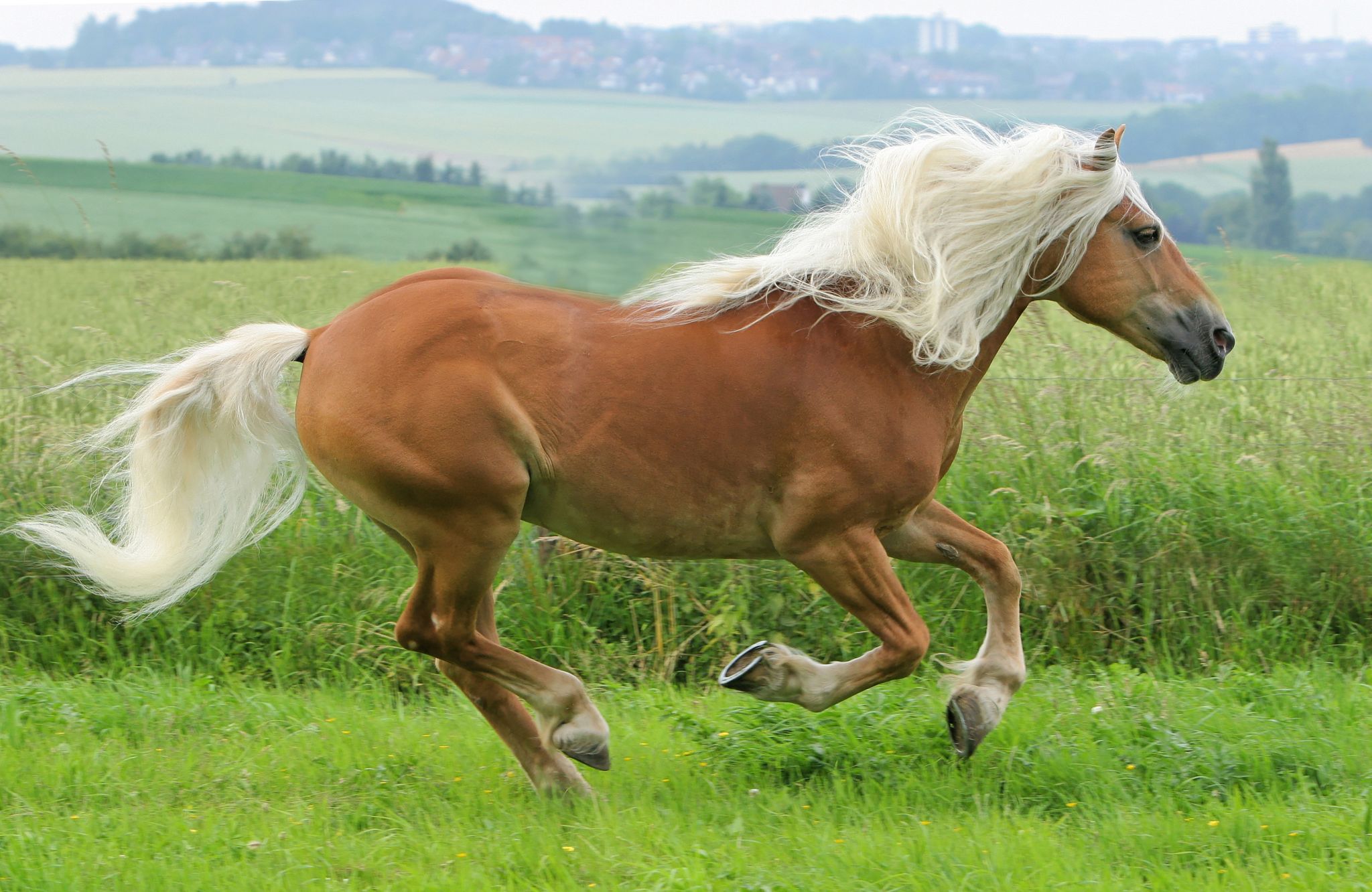 un cheval au galop