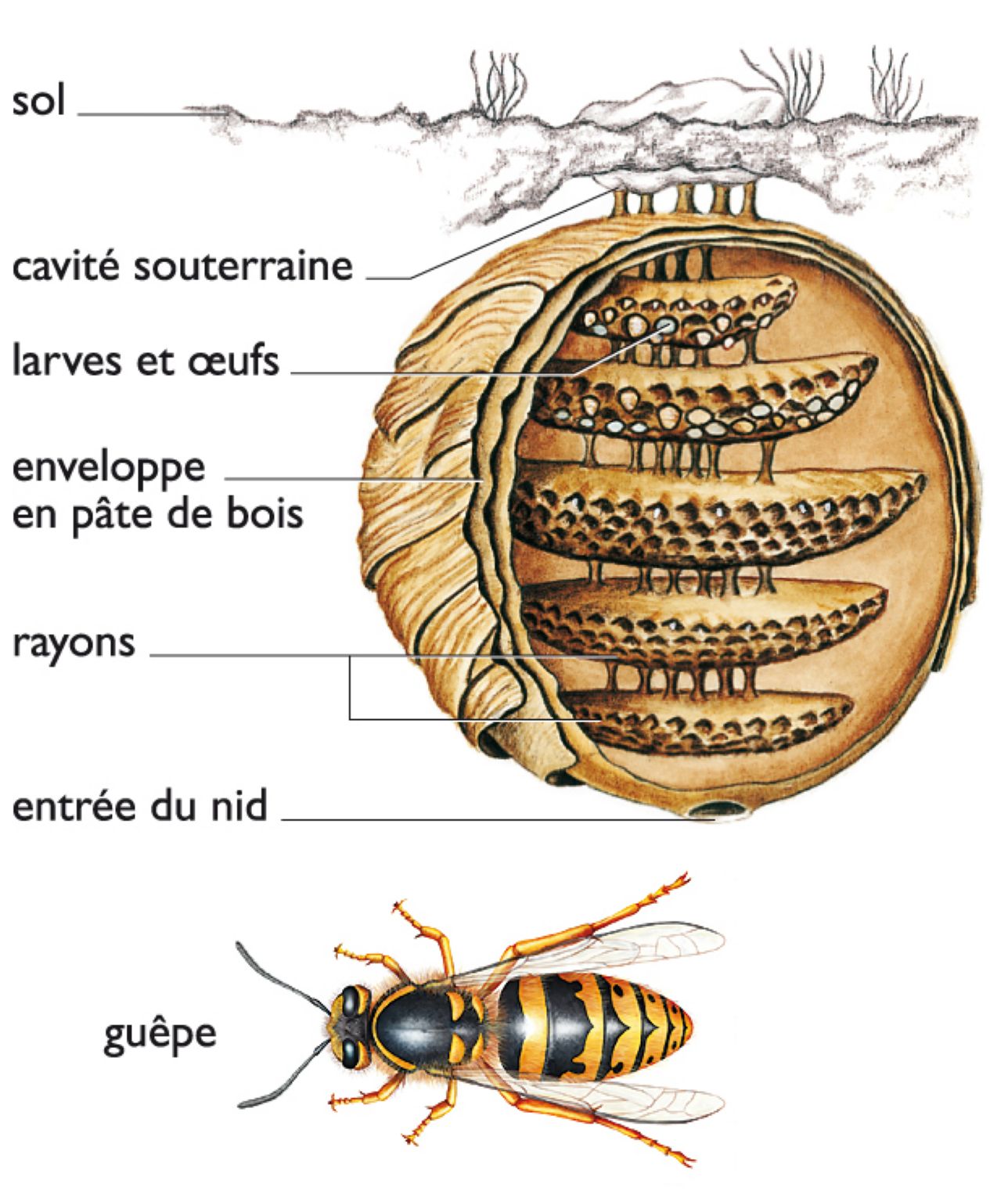 une guêpe et un guêpier