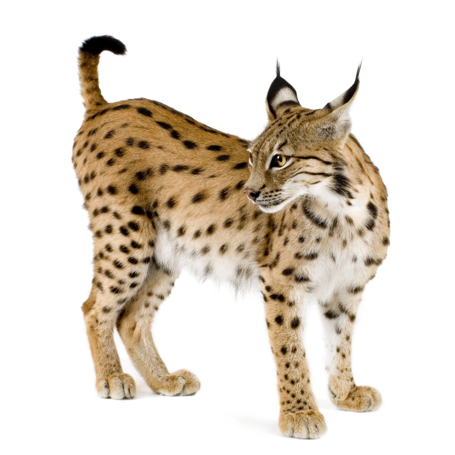 un lynx