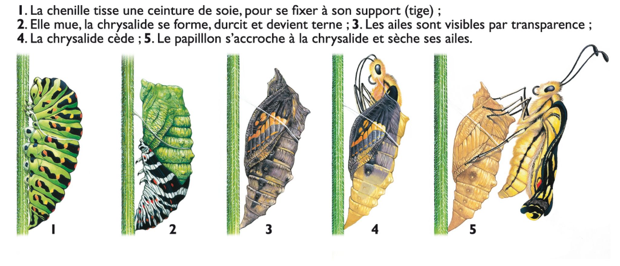 la métamorphose d’un papillon (machaon)