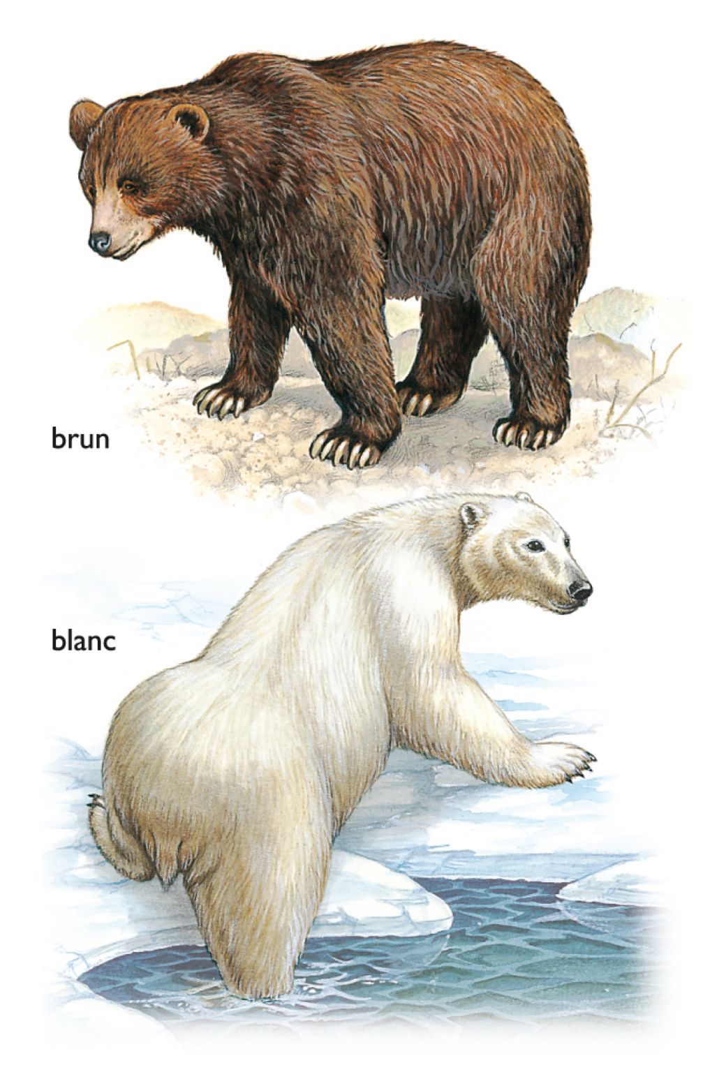 des ours