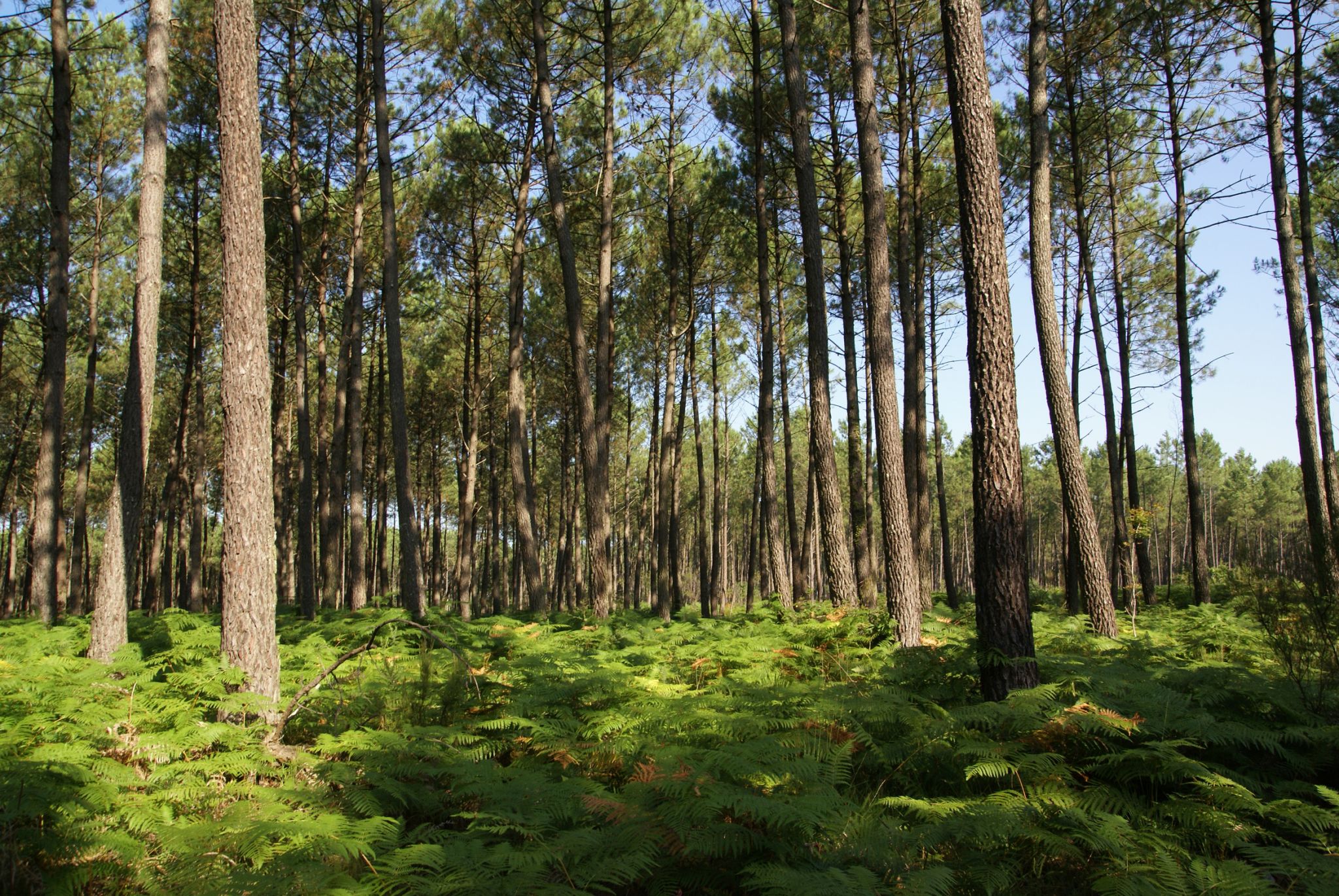 forêt des Landes en Aquitaine, France
