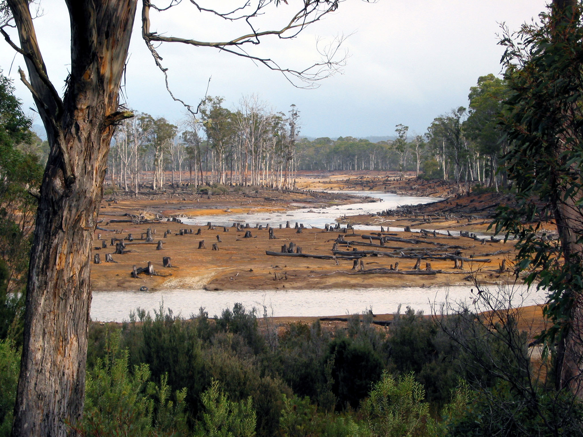 le déboisement d’une forêt