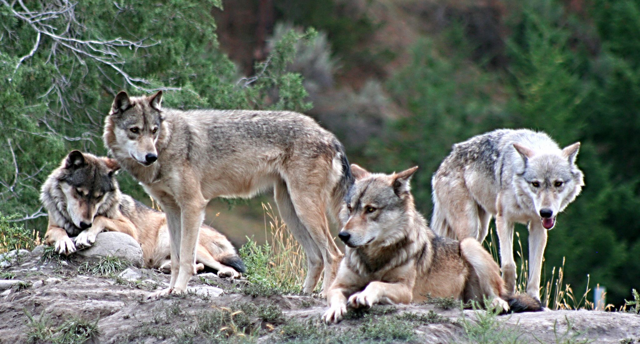  une meute de loups