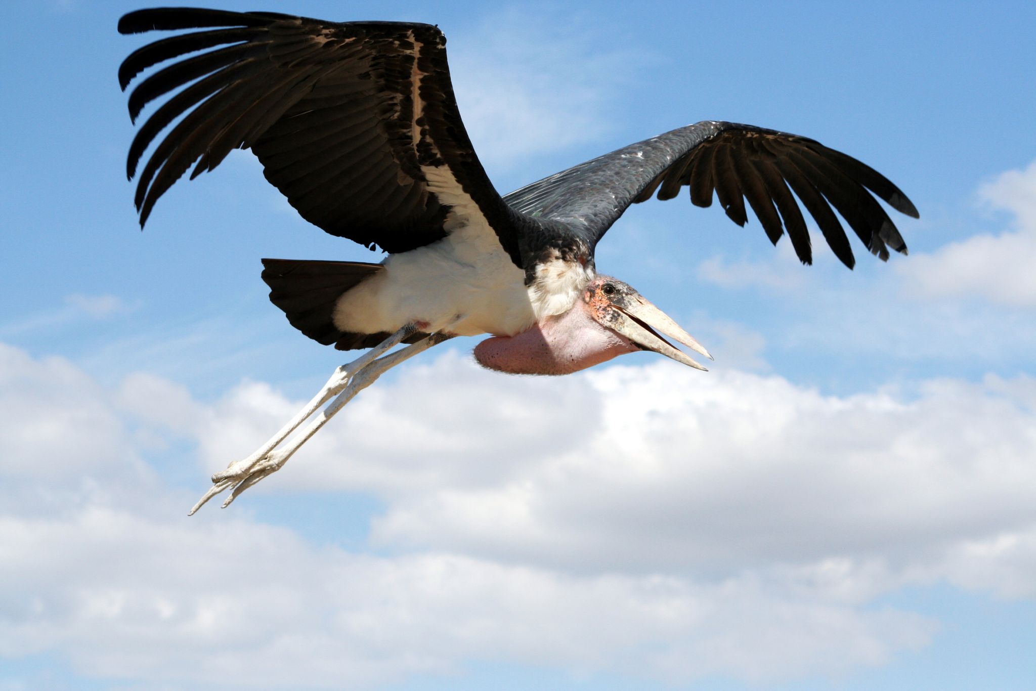 un marabout en vol laissant pendre son jabot