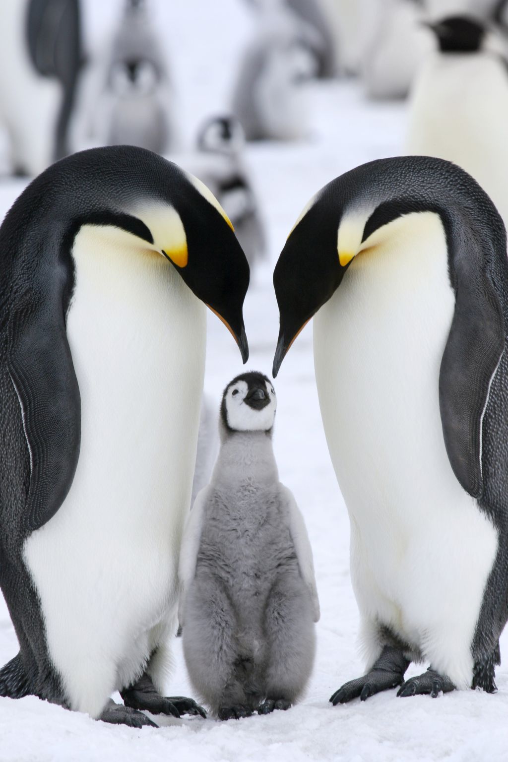 une famille de manchots empereurs