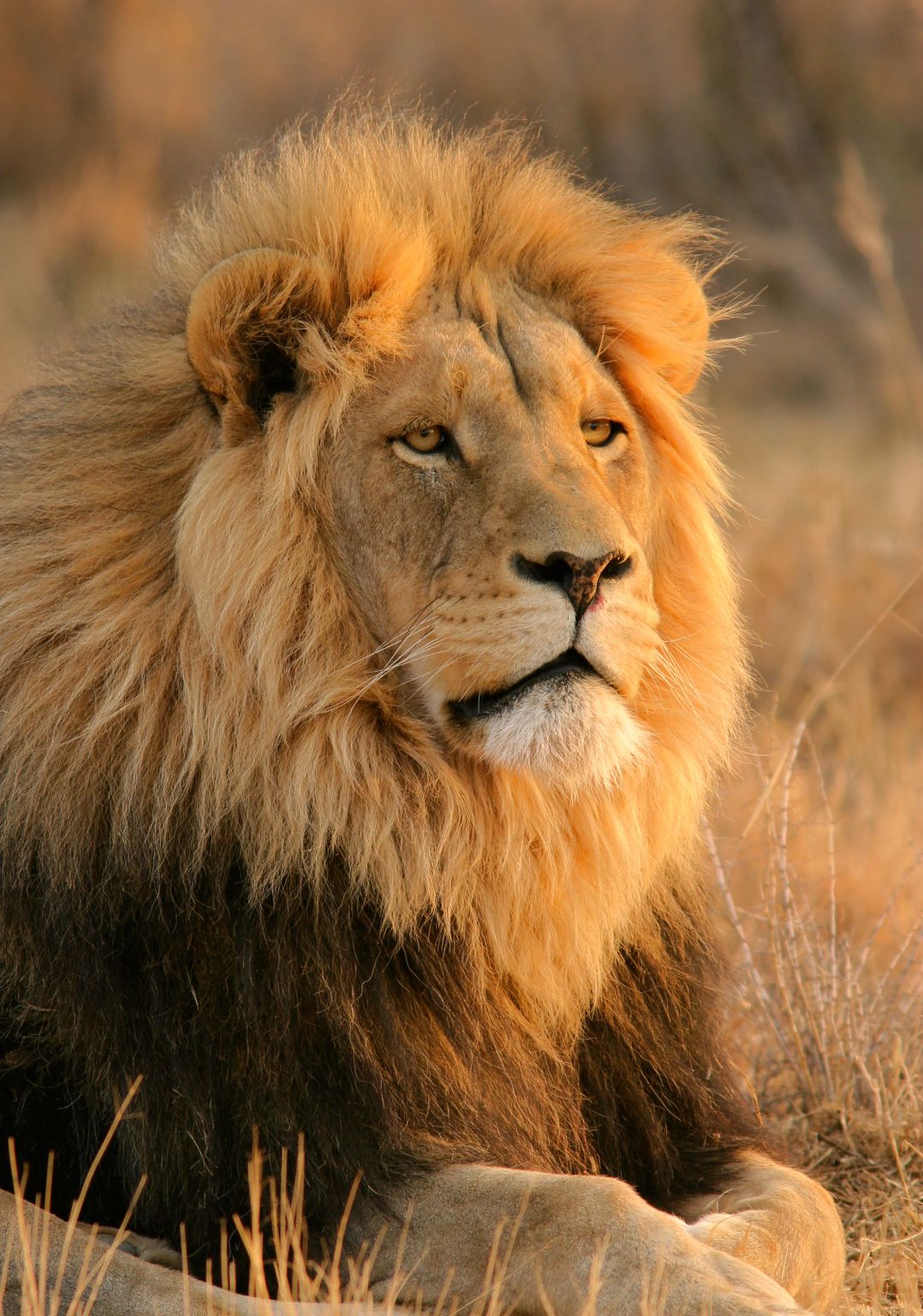 un lion adulte portant une crinière