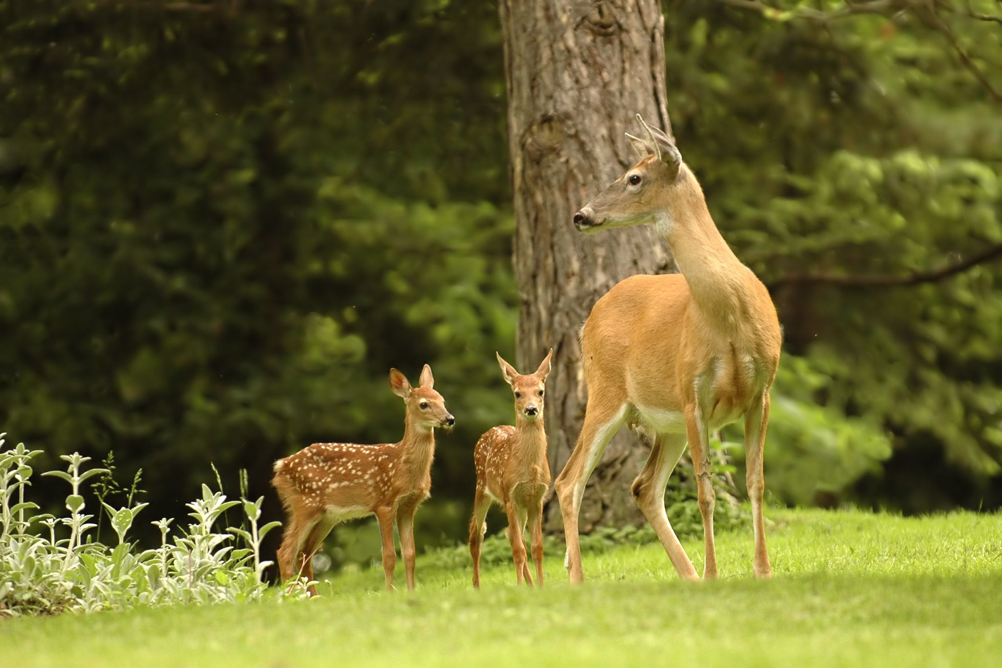 une biche avec ses faons