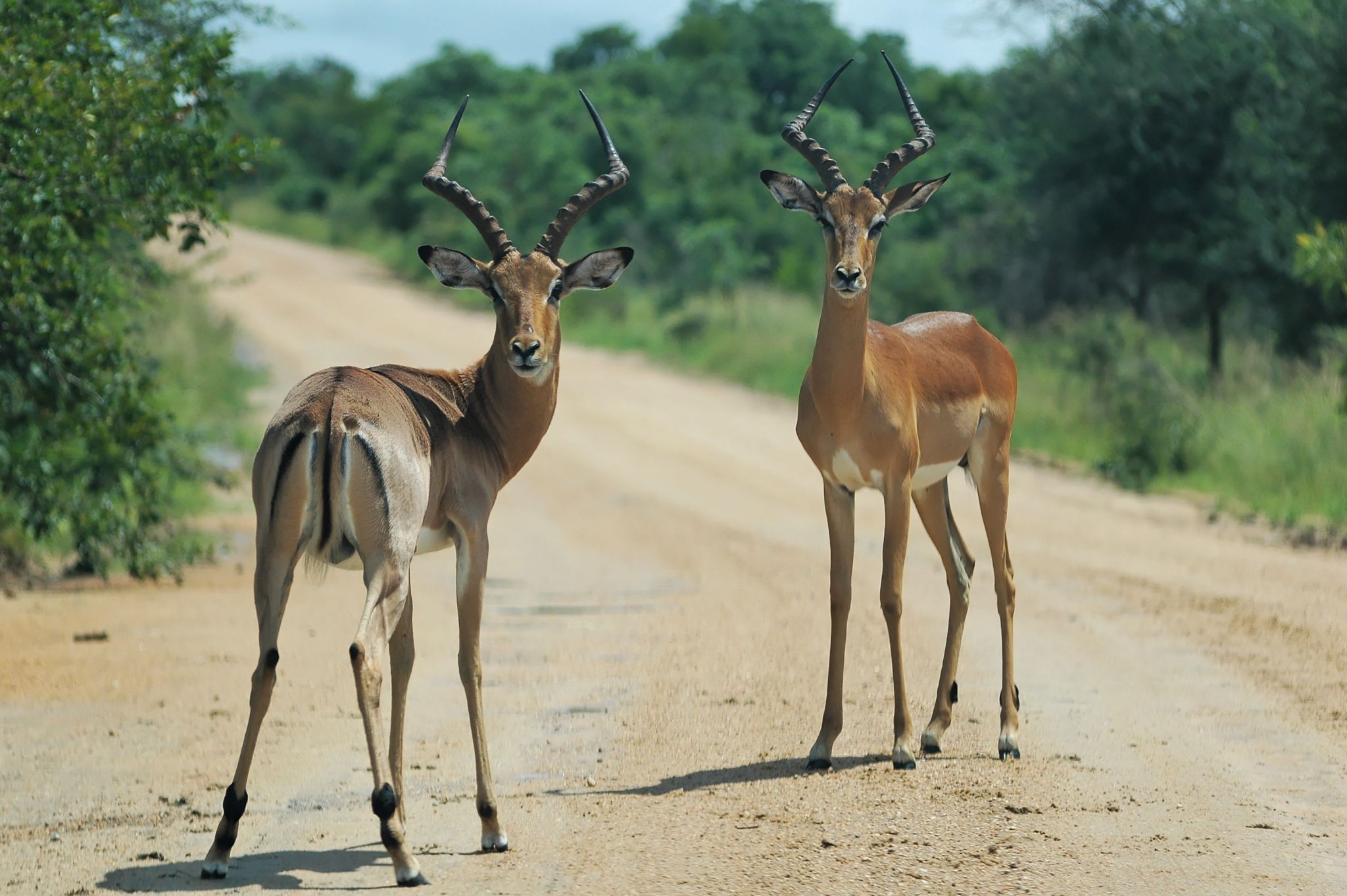 un couple d’impalas