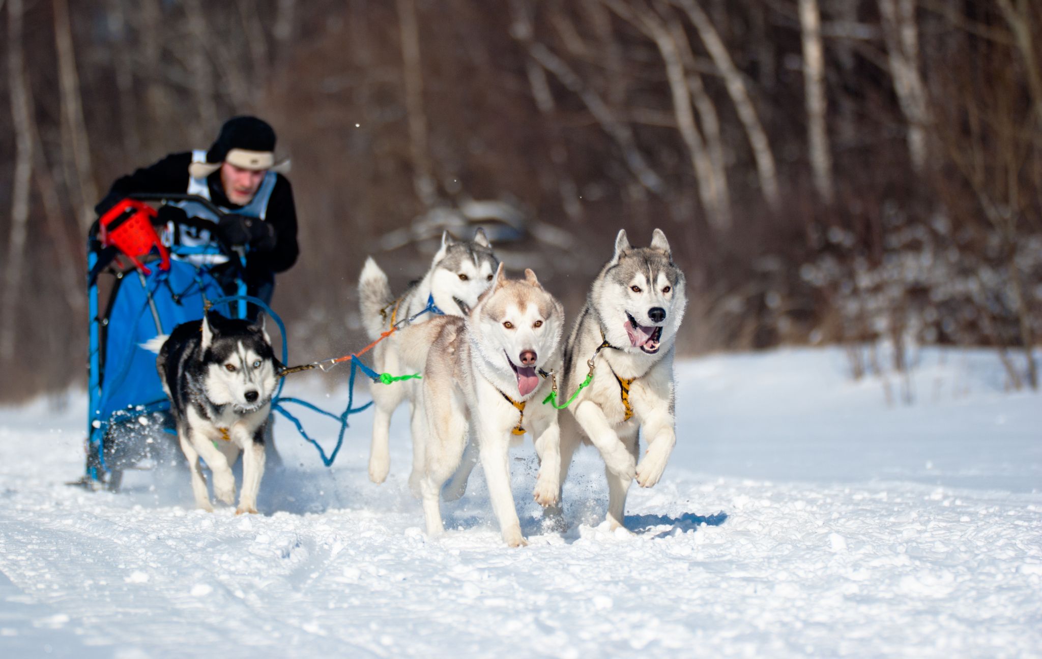 un attelage de chiens