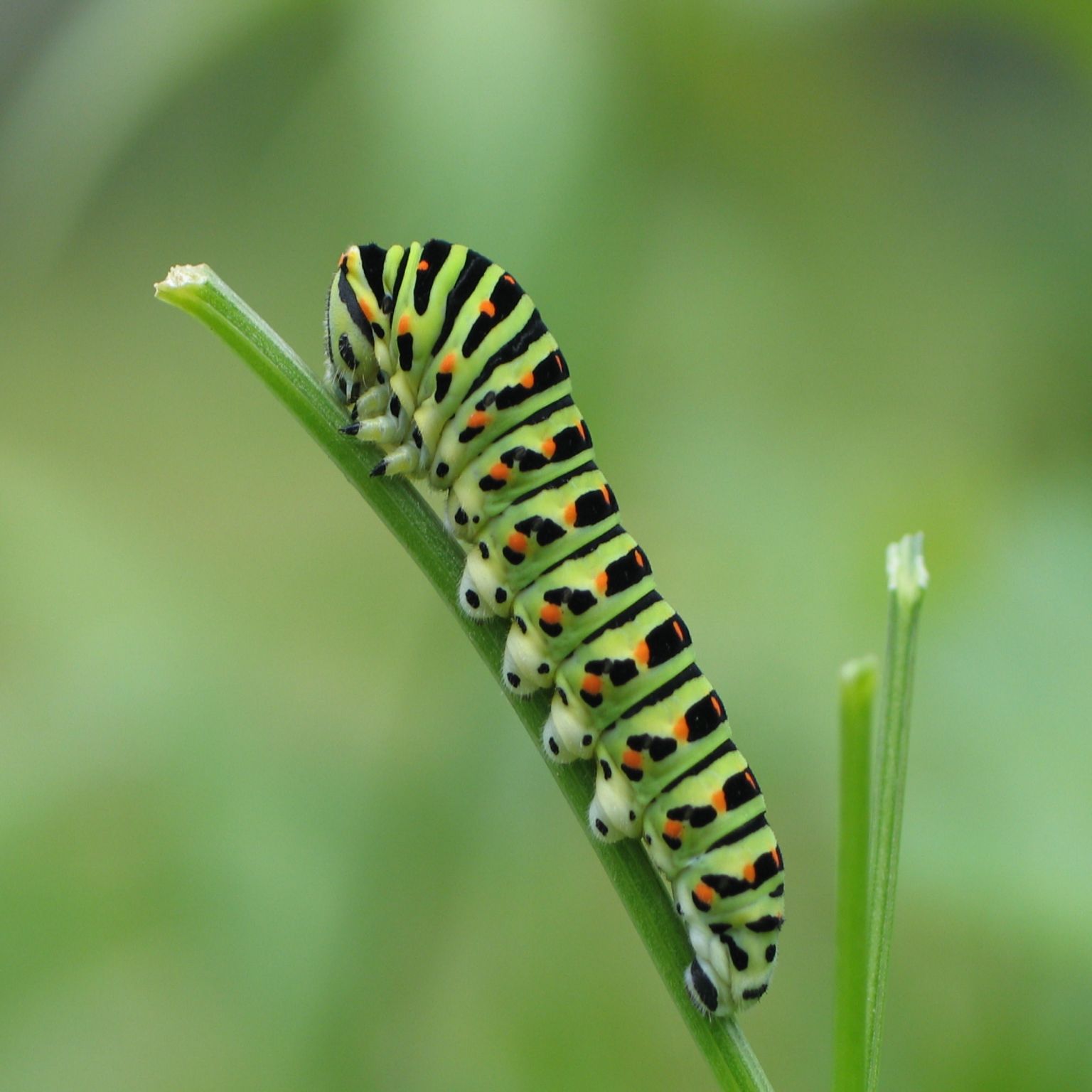 une chenille de machaon