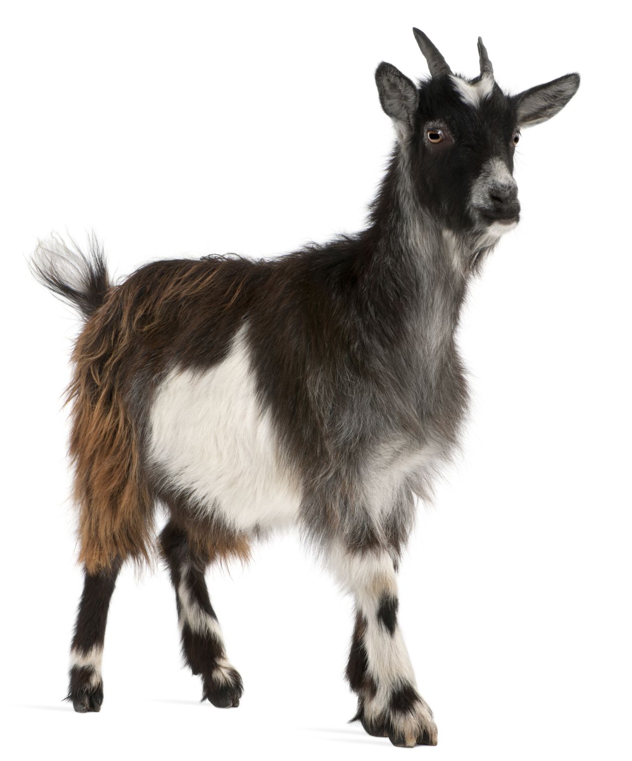 chèvre