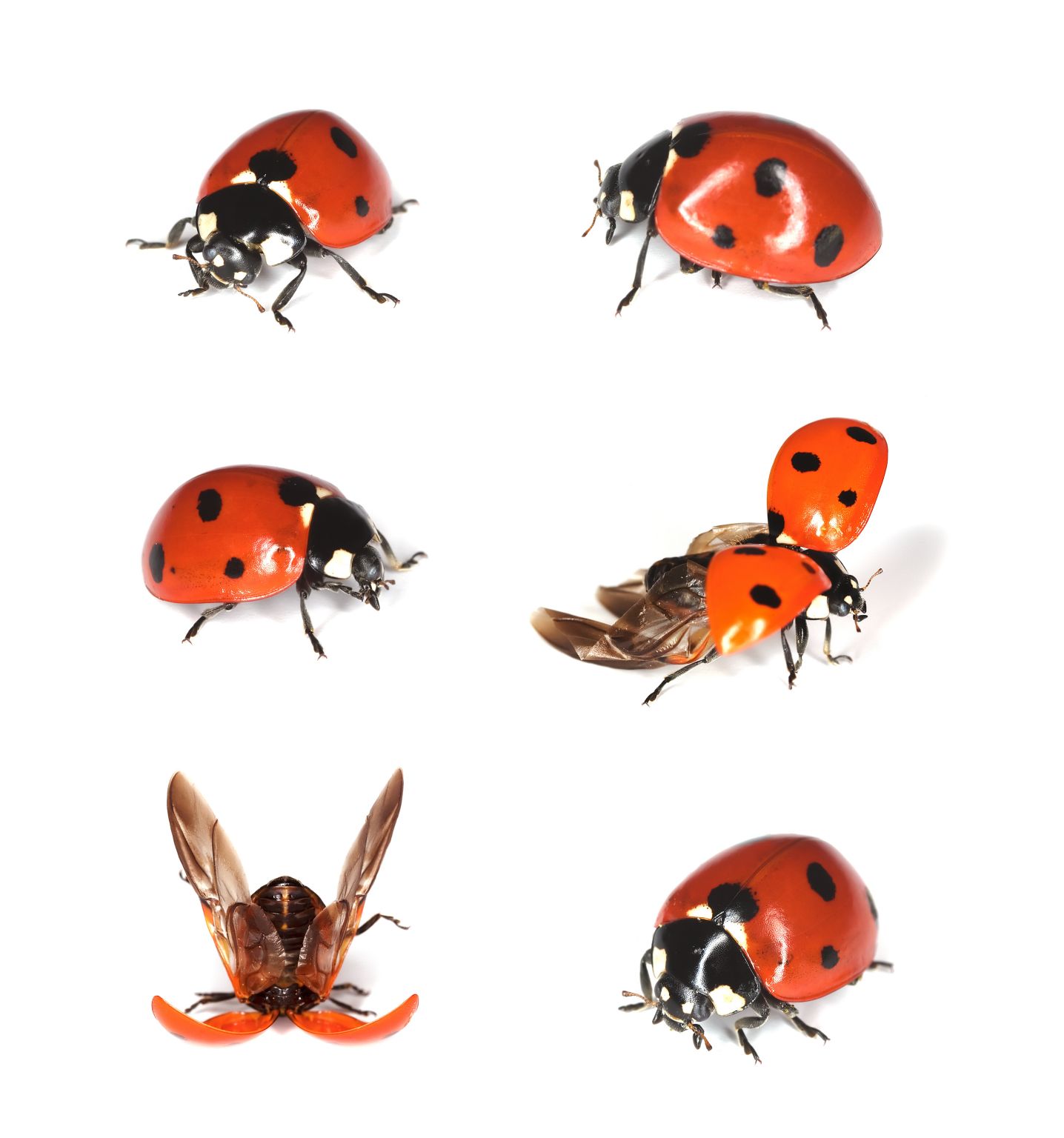 des élytres de coccinelle