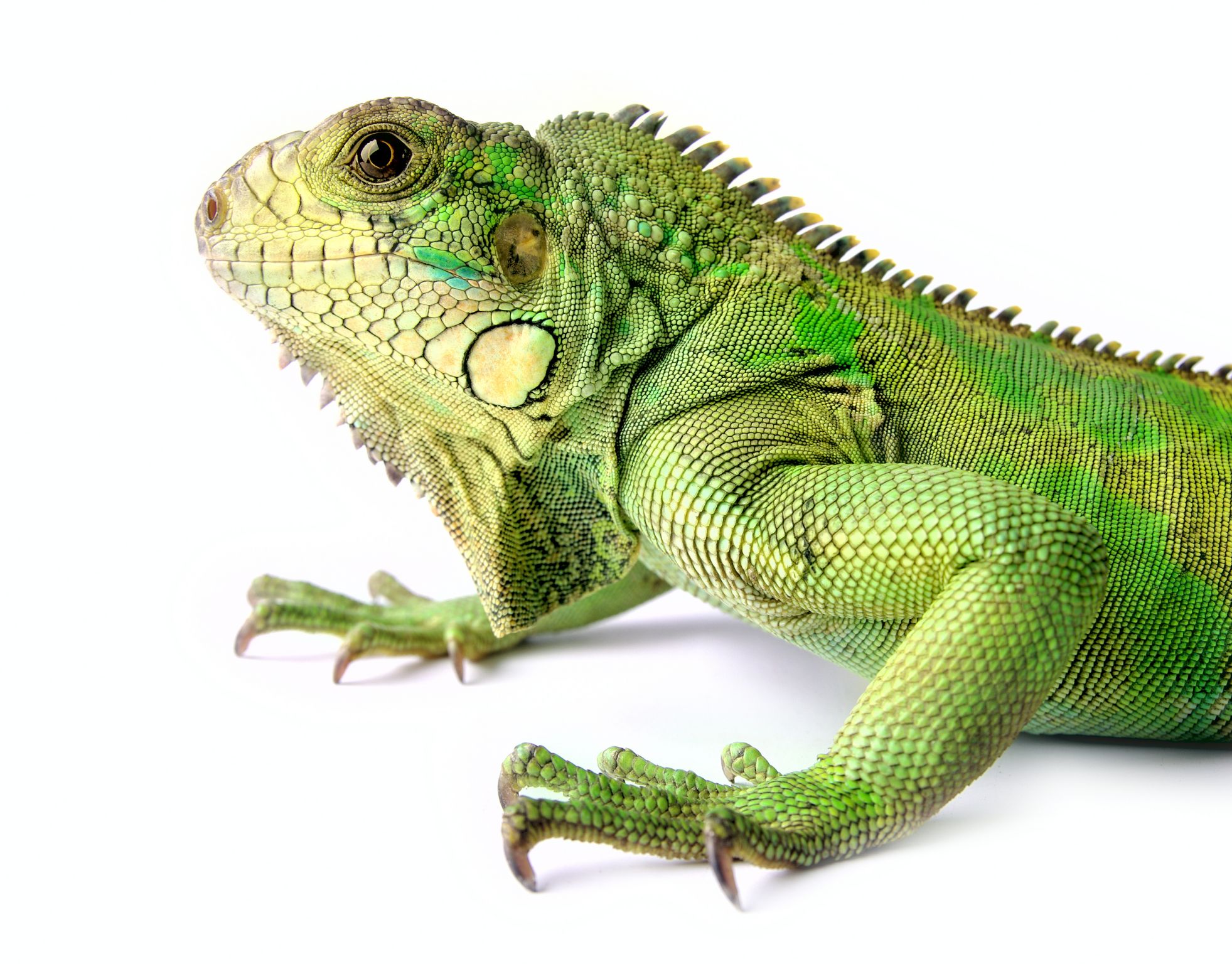 un iguane avec une peau recouverte d’écailles