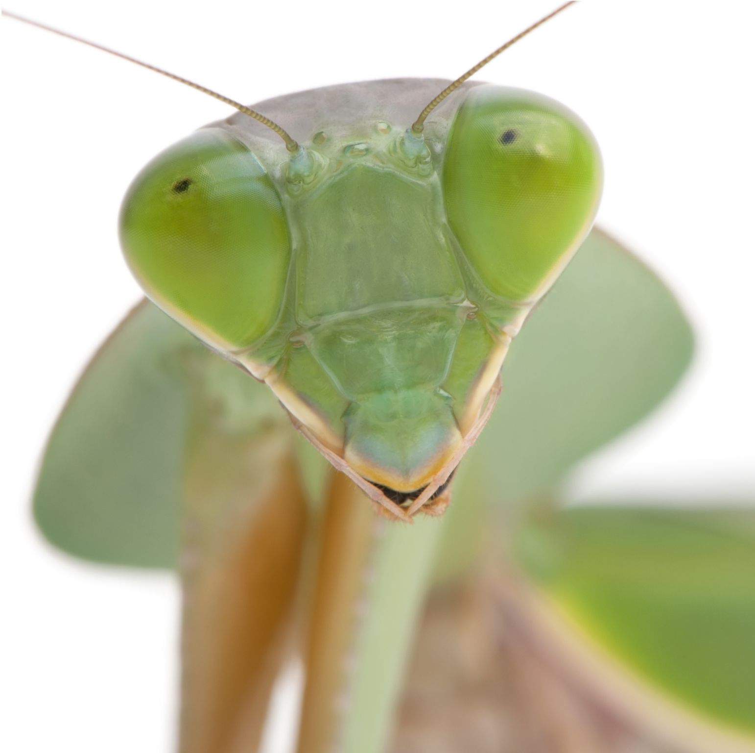 gros plan sur les yeux d’une mante religieuse