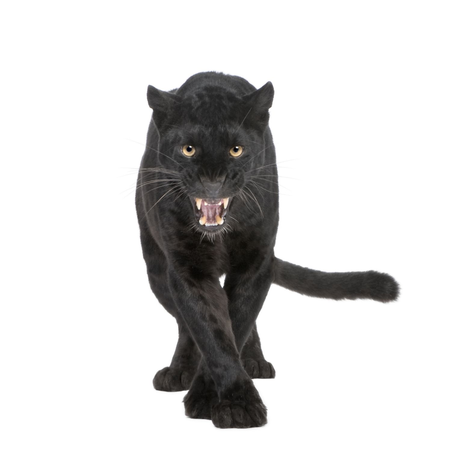 une panthère noire
