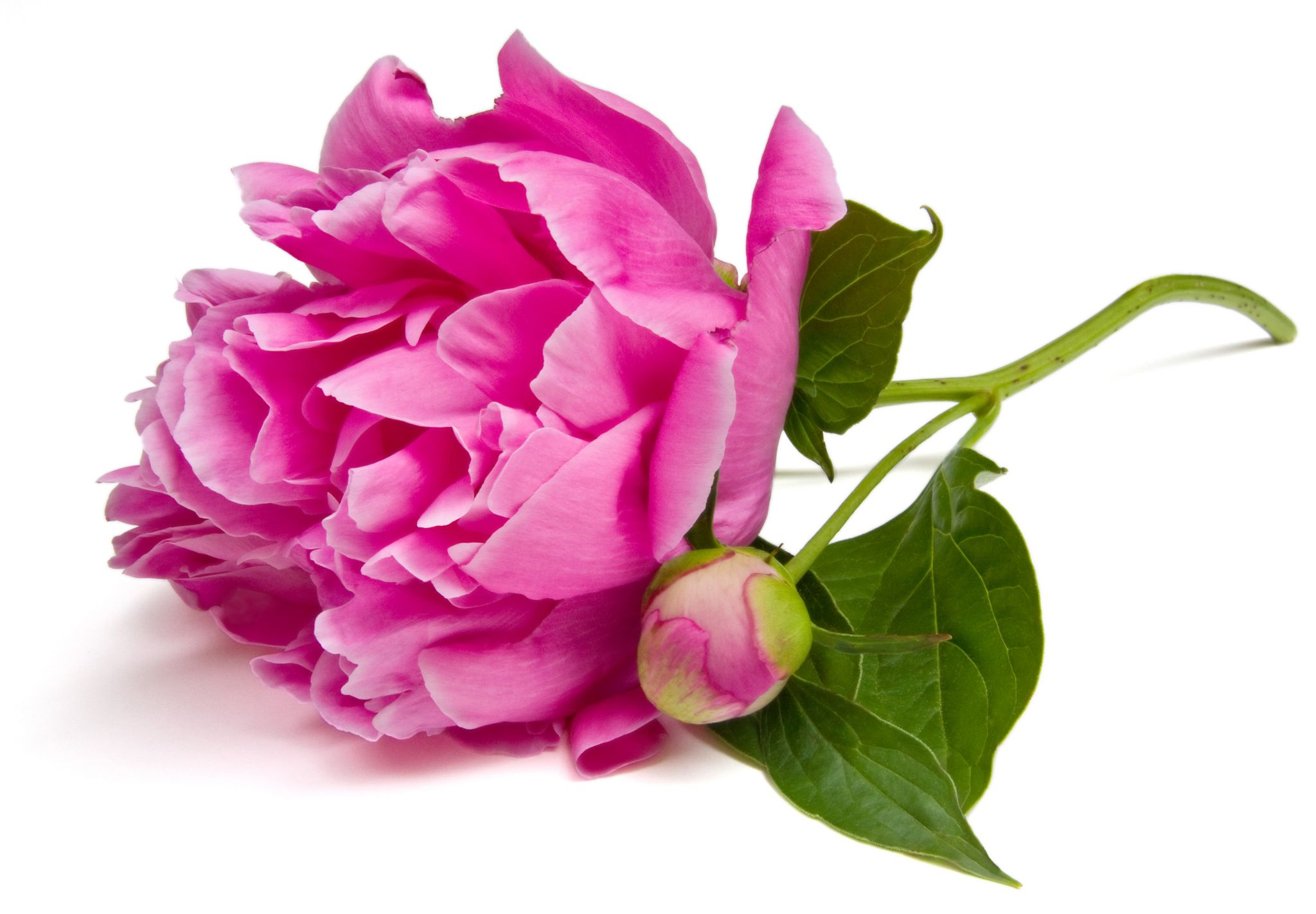 une pivoine