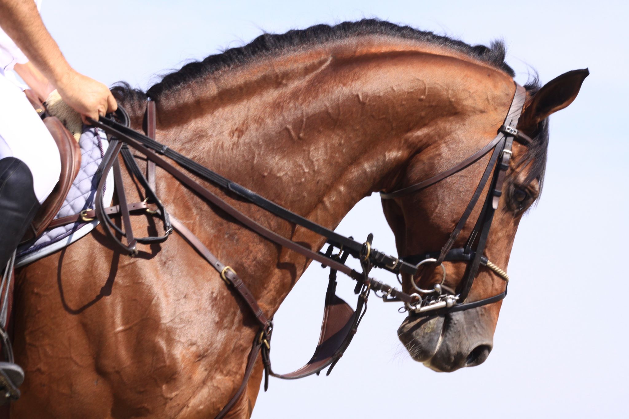 des rênes fixées au mors du cheval