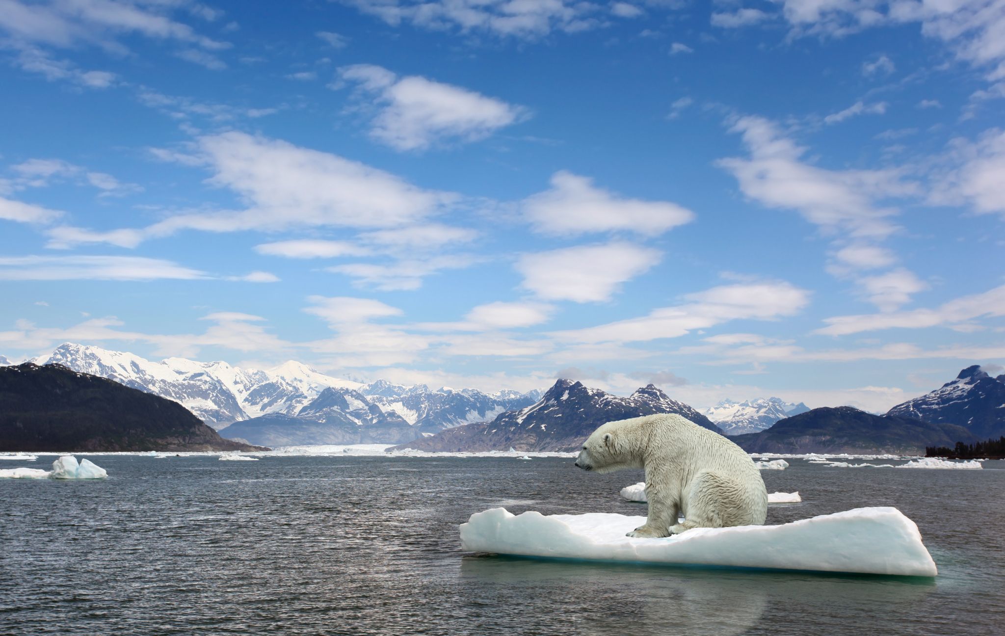 un ours blanc lors de la fonte de la banquise