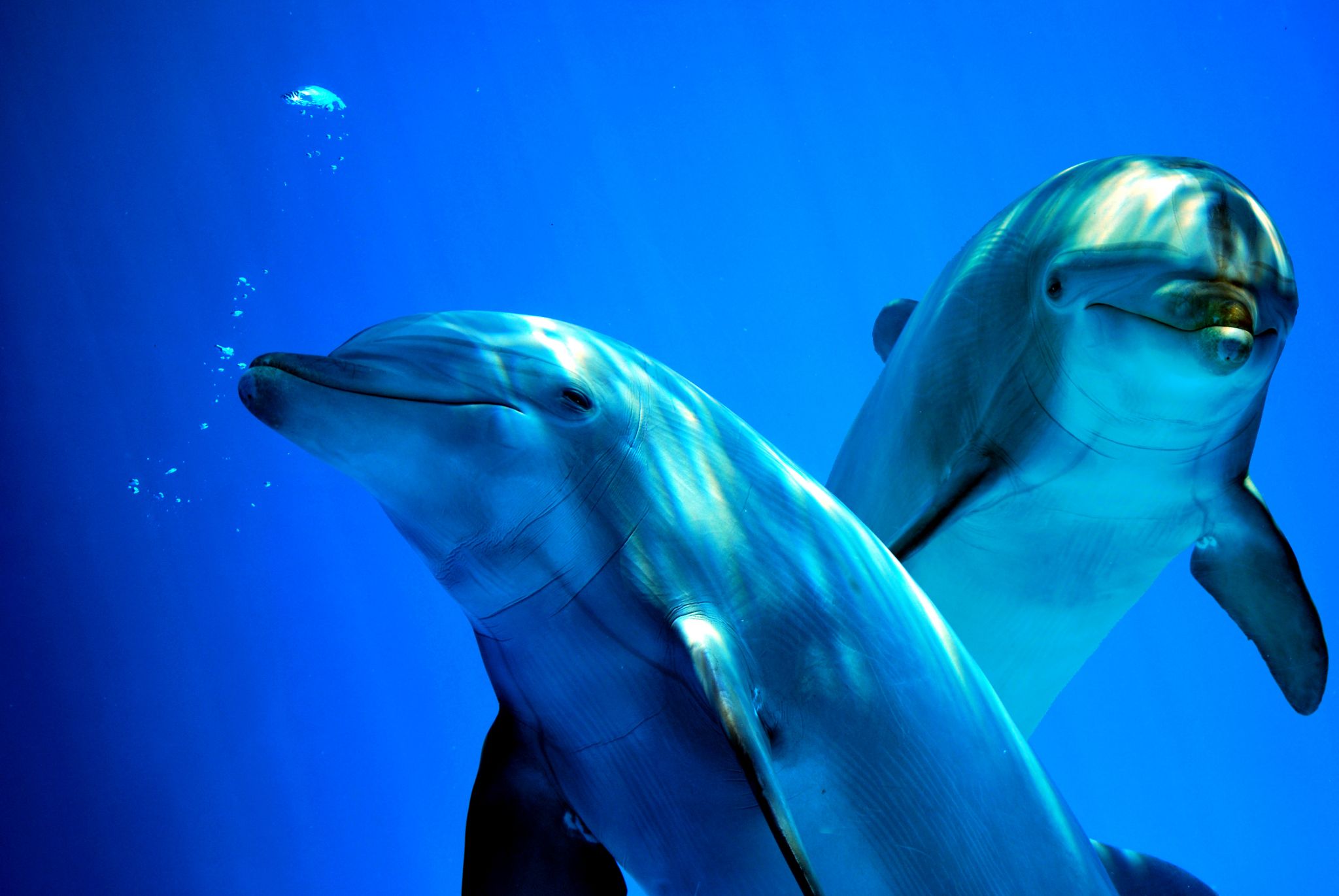 un couple de dauphins