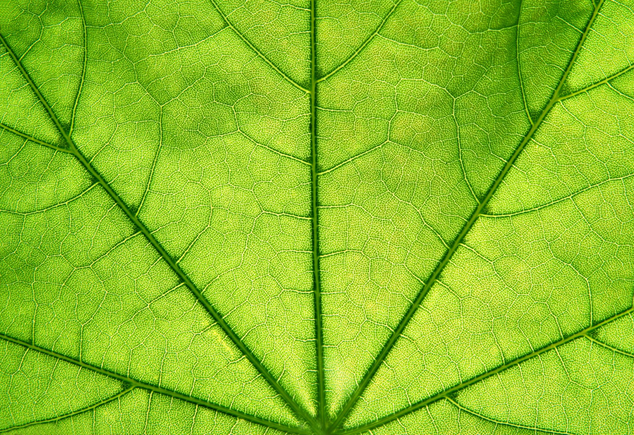 des nervures ramifiées à la surface d’une feuille