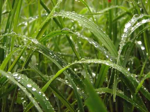 de la rosée sur des brins d’herbe