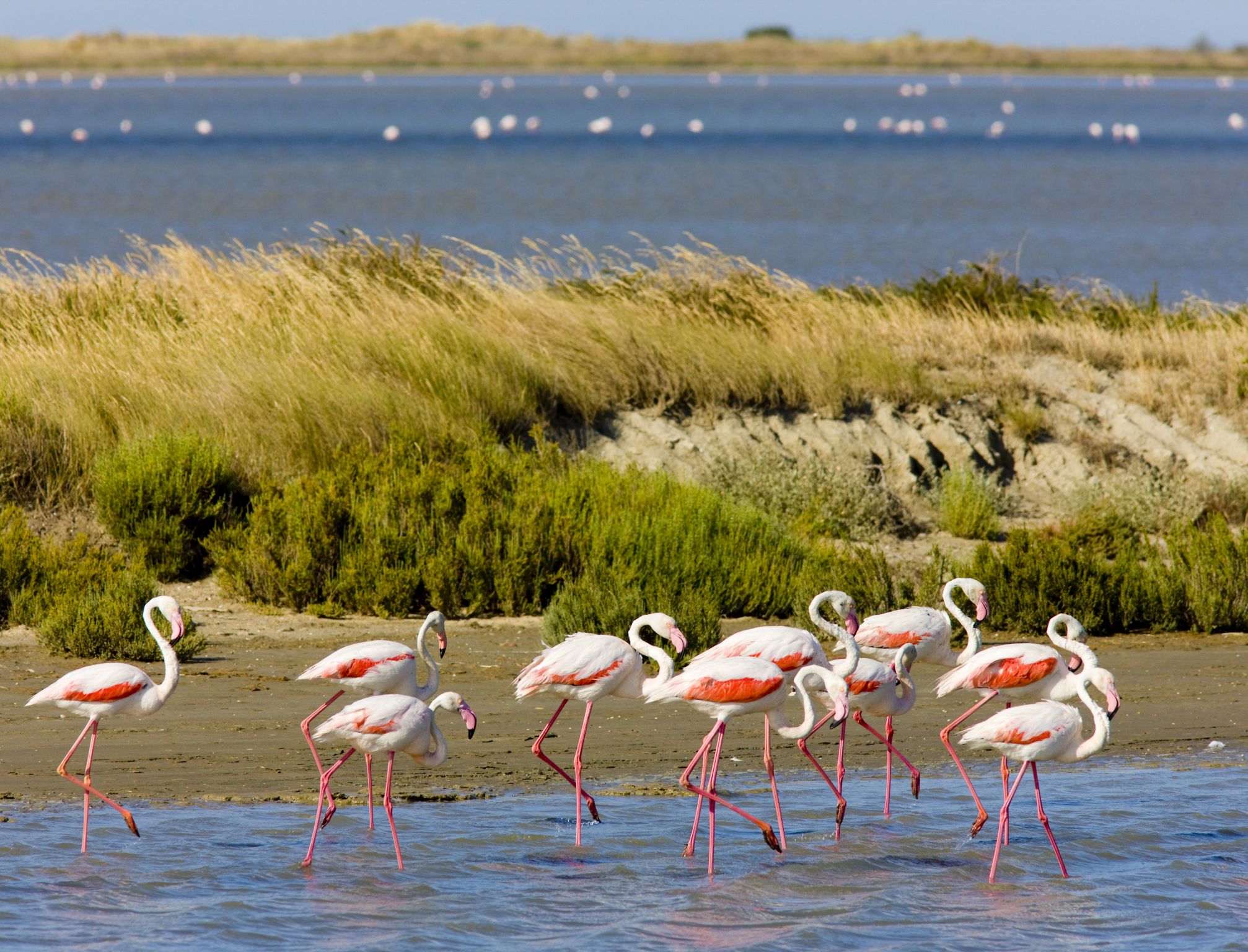 des flamants roses dans les marais en Camargue