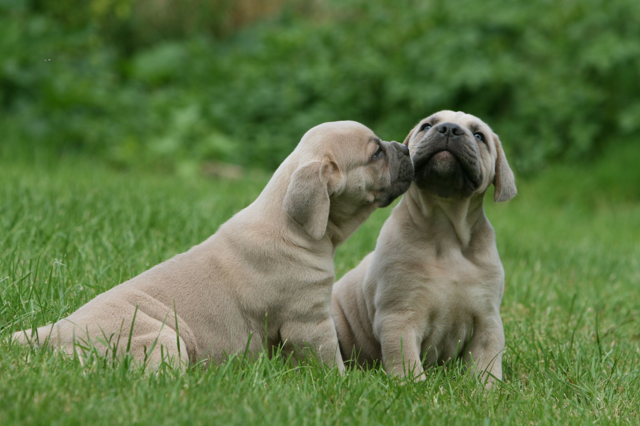 des chiots attendrissants