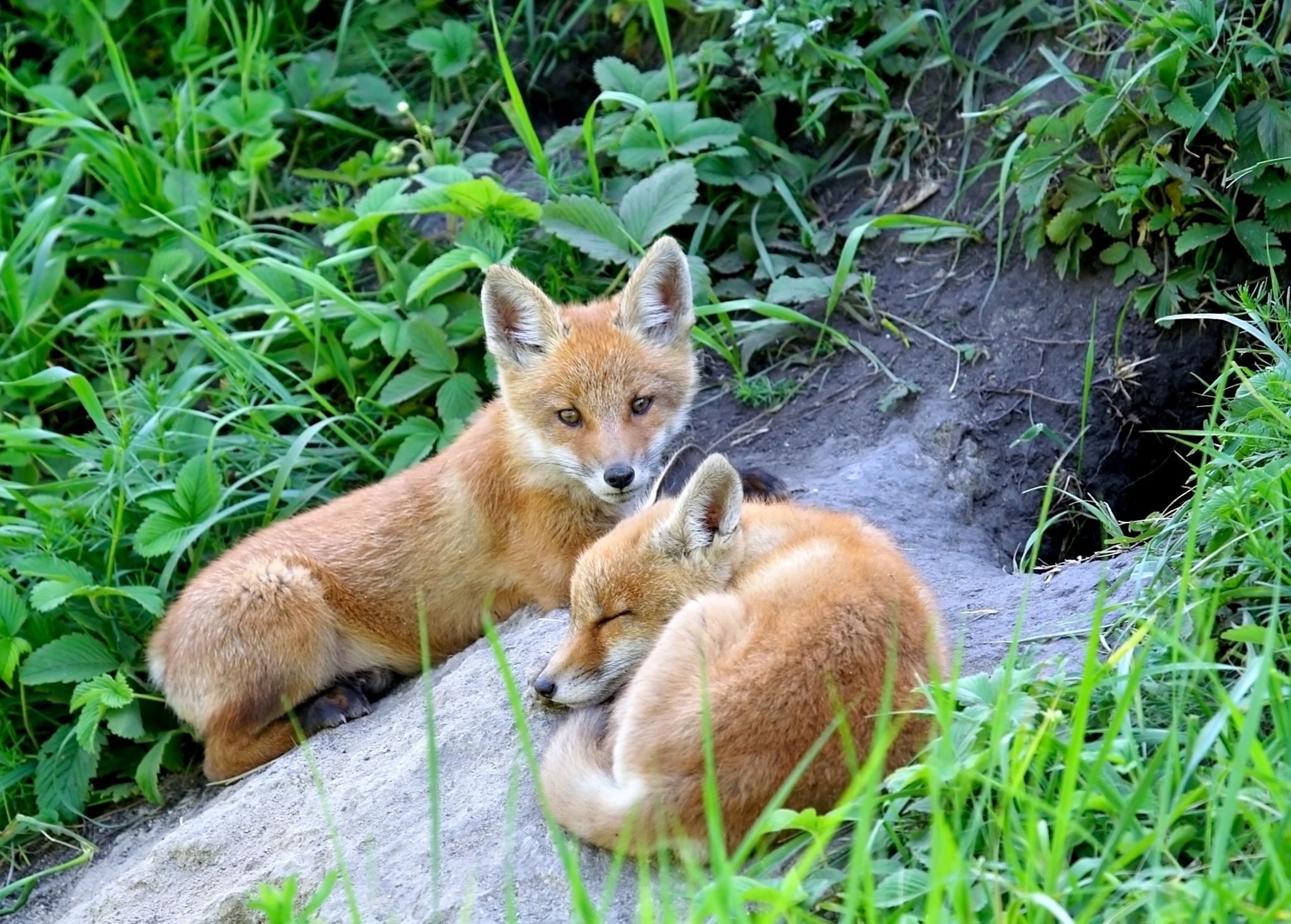 de jeunes renards